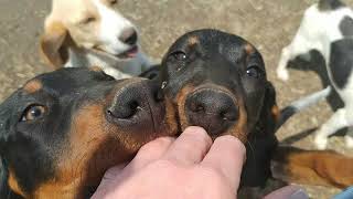 A motley crew!  Hound puppy pack at River Styx Farm