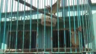 Download lagu Cigun ngriwik umur 2bulan mp3