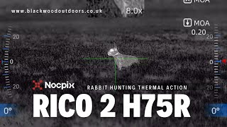 NocPix Rico 2 H75R Rabbit Hunting and Shooting Action #thermalhunting #hunting #nocpix