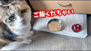 三毛猫フミ姫様　朝のお散歩（おまけも見てニャン😺）