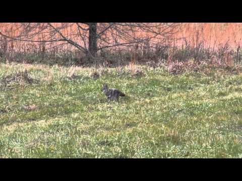 Coyote in Cades Cove November 13, 2012