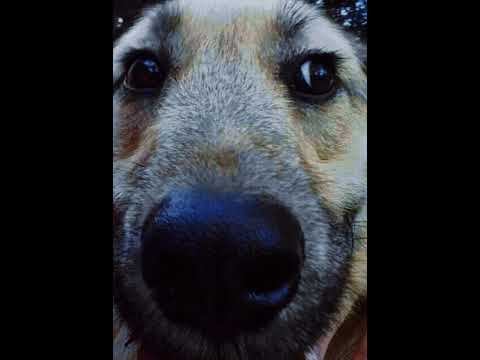 Nneka LIVE "Walking"