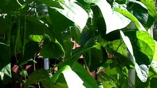 FISH2FOOD AQUAPONICS DECEMBER 2100.avi