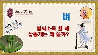 [농사정보] 벼_볍씨소독할 때 살충제를 사용하는 까닭은? 벼잎선충!