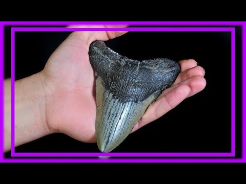 download lagu mp3 mp4 Shark Tooth Metaphysical Properties, download lagu Shark Tooth Metaphysical Properties gratis, unduh video klip Shark Tooth Metaphysical Properties