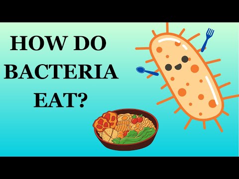 How do bacteria eat?