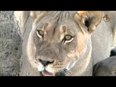 Namibia erleben / Teil 38 - Junge Kalahari Löwen