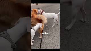 Dogo Argentino Defends His Buddy From A BULLY!