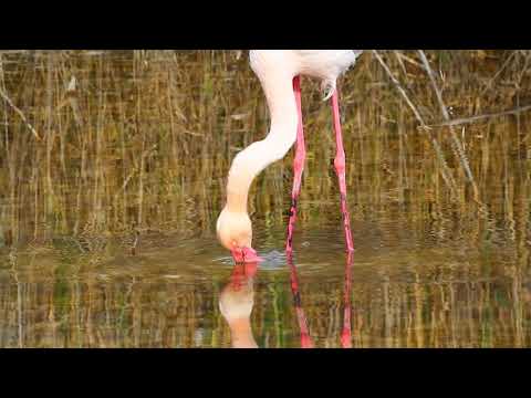 Fenicotteri allo stagno molentargius di Cagliari mentre si cibano