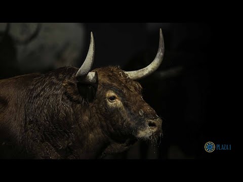 SORTEO | Corrida de toros 22 mayo