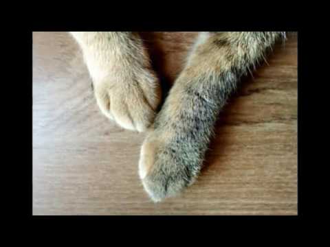 Swollen Paws in Cats | Cat Care Tips
