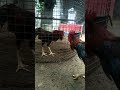 Sandai Seval Valarpu Whatsapp Status Video S Aadukalam TN 19