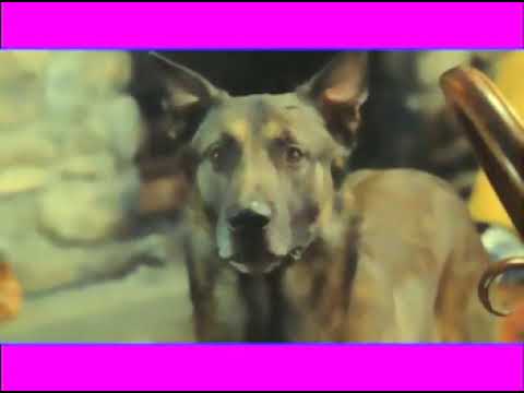 Mr kembo  Ipalua  (Fauteezybaby.com)