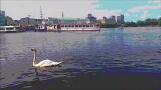 Pale Saints - Sight of you