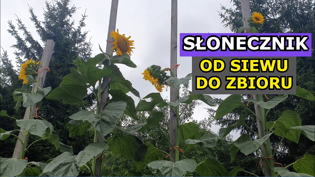 Watch Uprawa Słonecznika jadalnego OD SIEWU DO ZBIORU - siew, sadzenie, obrywanie pędów, Słonecznik 4,5 m now Uprawa Słonecznika jadalnego OD SIEWU DO ZBIORU - siew, sadzenie, obrywanie pędów, Słonecznik 4,5 m