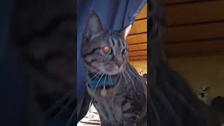 雪を見るねこ #ねこ #雪  #ねこ動画