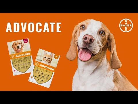 Капли от блох, блошиный дерматит, отодектоза Elanco Advocate для котов до 4 кг, цена за 1 пипетку video