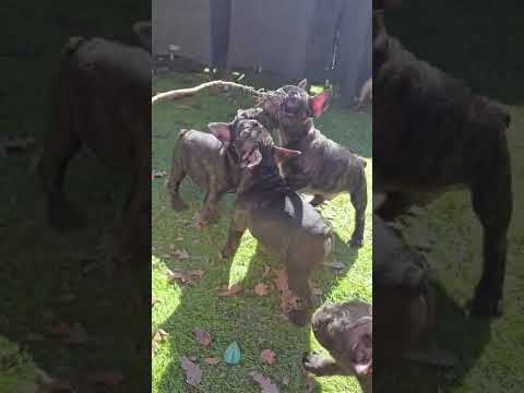 Vendita Cuccioli di Bouledogue  Bulldog francese