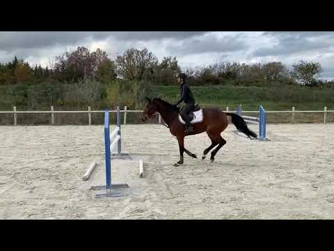 Falballa de Lyr 5 yo (Maloubet de Pleville x Lieu de Rampan) top mare for sale!