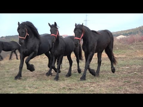 Caii lui Dorin de la Cluj -2018 Merita Vazut !!! Nou !!!