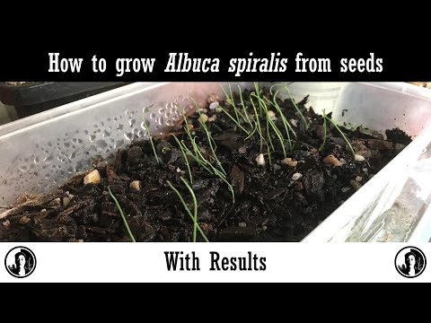 How to grow Albuca spiralis from seeds with results