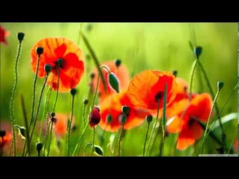 FS Zamutovčan - Čardaš