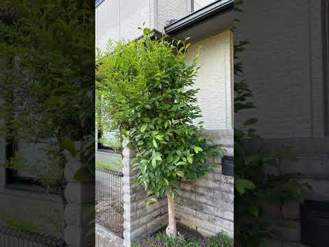 開花を促進するために2月に剪定する6つの低木  庭園