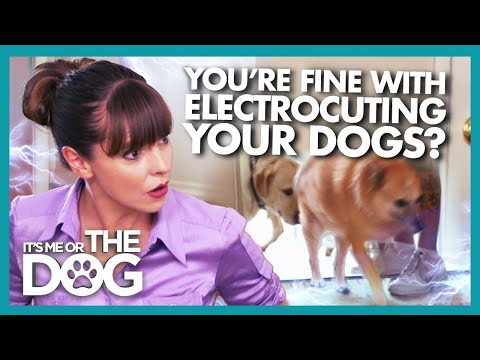 Dogs Scared to Enter Their Own Home Due to Electric doormat | It's Me or the Dog