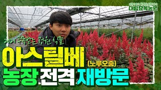 2021 주목받는 정원 식물! 활짝 핀 아스틸베(노루오줌) 농장을 다시 찾았습니다ㅣ[대림묘목농원_예쁜 정원꾸…