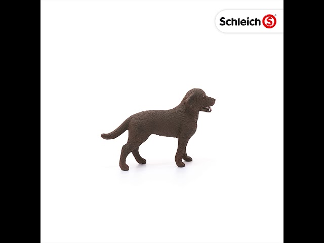 Video teaser for 13834 Labrador Retriever Female 360 Video