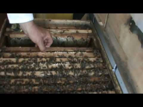 2/4 Surprize, practica bate teoria. Apicultura la distanta cu Proful Online