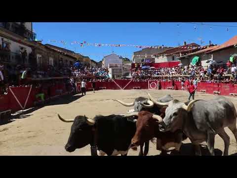 Segundo encierro de las fiestas de Vilvestre con novillos de los Hermanos Cañero