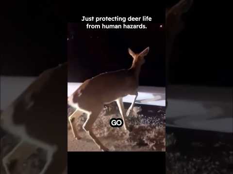 Deer Life VS Human made Hazards... #wildlife #animals #nature #relatable