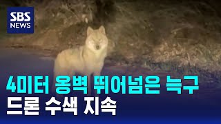 4미터 옹벽 뛰어넘은 늑구..드론 수색 지속 / SBS