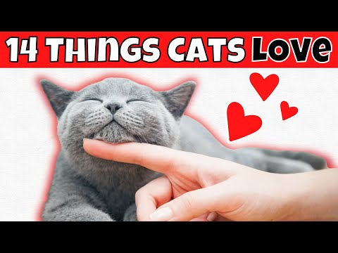 14 Things Cats LOVE (#3 Might Keep You Up)
