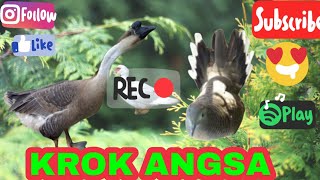 Download lagu Pikat Merbok kerok tandang /angsa (paklah) mp3 Download lagu Pikat Merbok kerok tandang /angsa (paklah) mp3