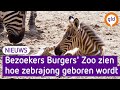 Een nieuwe zebra erbij in Arnhem!
