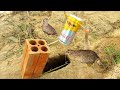 The First Creative DIY Quail Bird Trap Using Bottle With Brick Hole