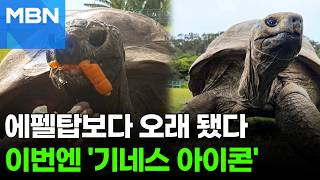 '194살' 세계 최고령 거북이 조너선…'기네스 아이콘' 됐다 [포크뉴스]