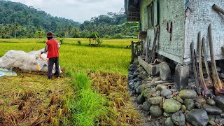 Download lagu Activities in a Remote Village: Mountainside Rice Fields, Beautiful Village Scenery, and the Atmo... mp3