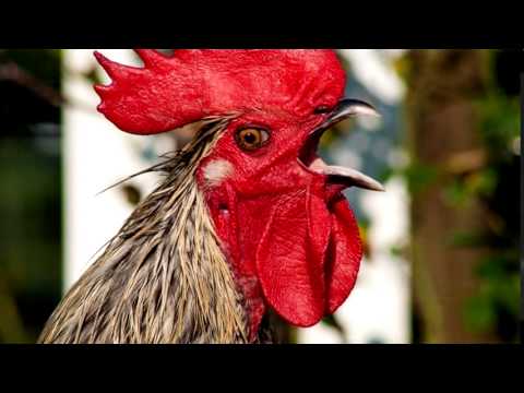 Rooster Sound | Free Ringtone Downloads