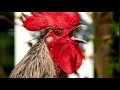 Rooster Sound Free Ringtone Downloads