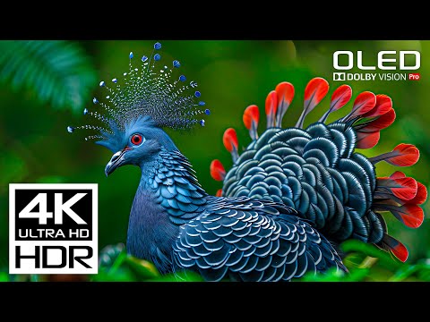 Most Beautiful HDR 4K 120 fps Video - Dolby Vision (8K / 4KTV)