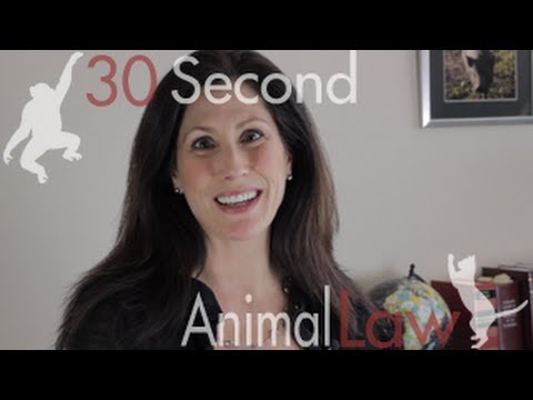 想成为动物律师吗？|30第二动物法