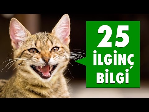 Kedilere Kulak Verelim