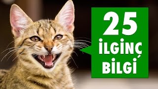 Kedilerle İlgili 25 İlginç Bilgi