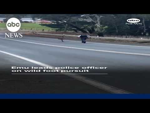 Emu leads police officer on wild foot pursuit