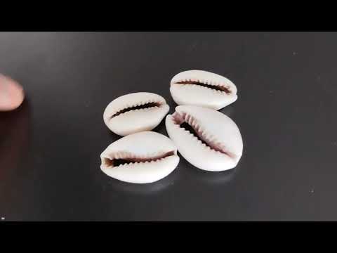 Set of 4 Cowries + Special Technique