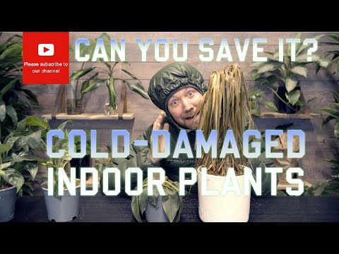 Can you save it? Cold damaged indoor plants
