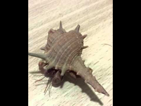 Paguri - www.insetti-fasmidi.it